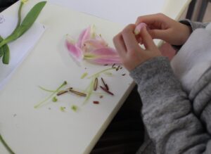 へ―グル/HEGL/幼児教室/幼児教育/子育て/小学生/1年生/2年生/理科/実験/Pre-MEP/プレメップ/花の観察/写生/楽しく学ぶ/花のつくり